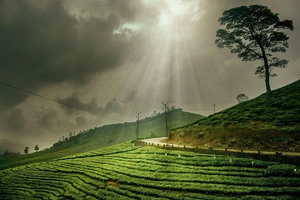 0 Best Venues Available at Kuttikkanam