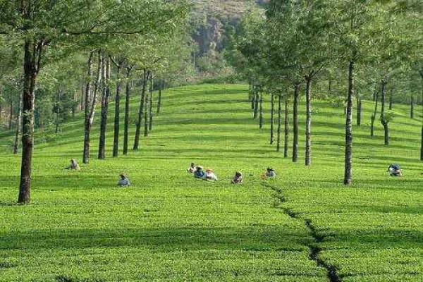 0 Best Venues Available at Vagamon